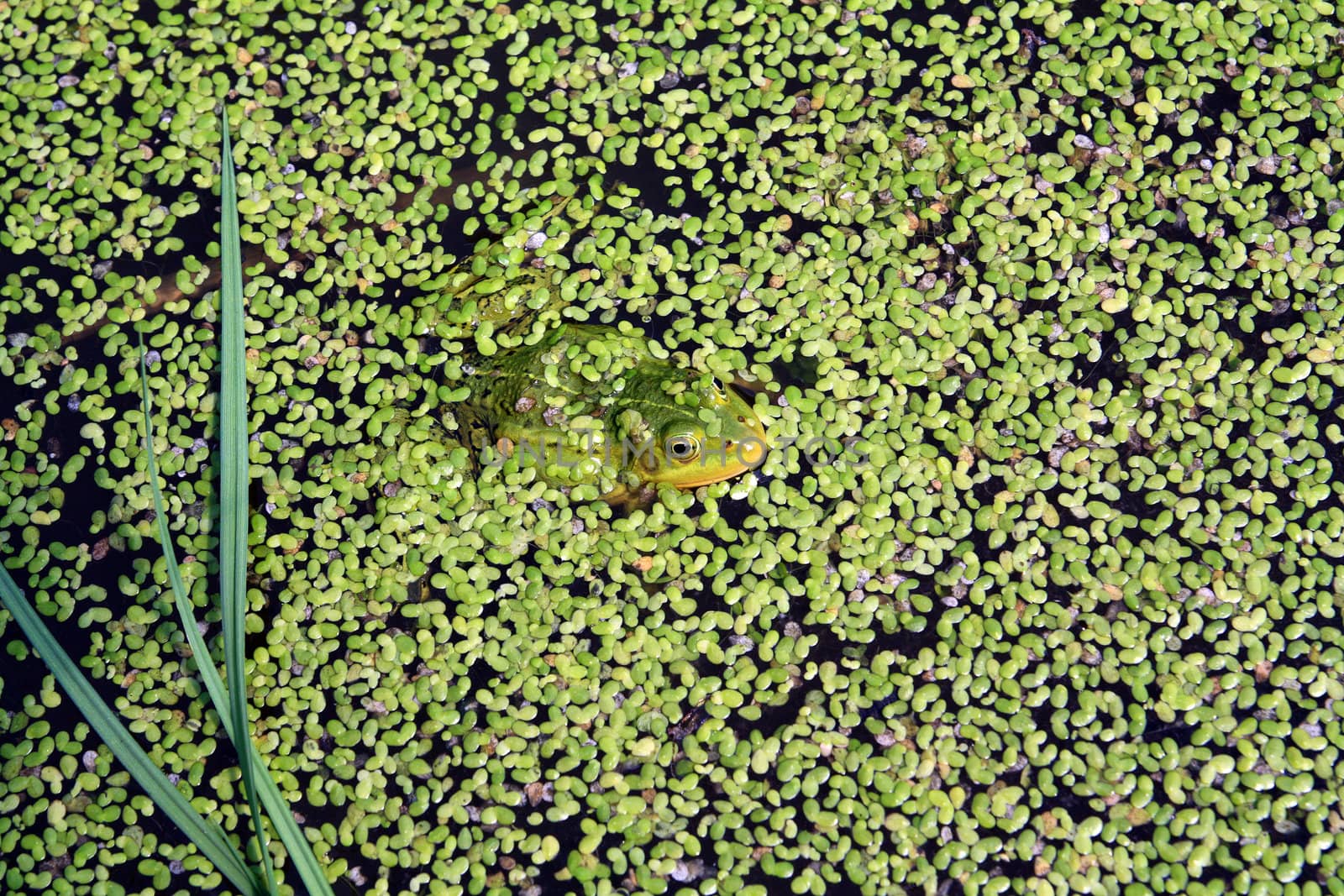 frog in marsh amongst duckweed