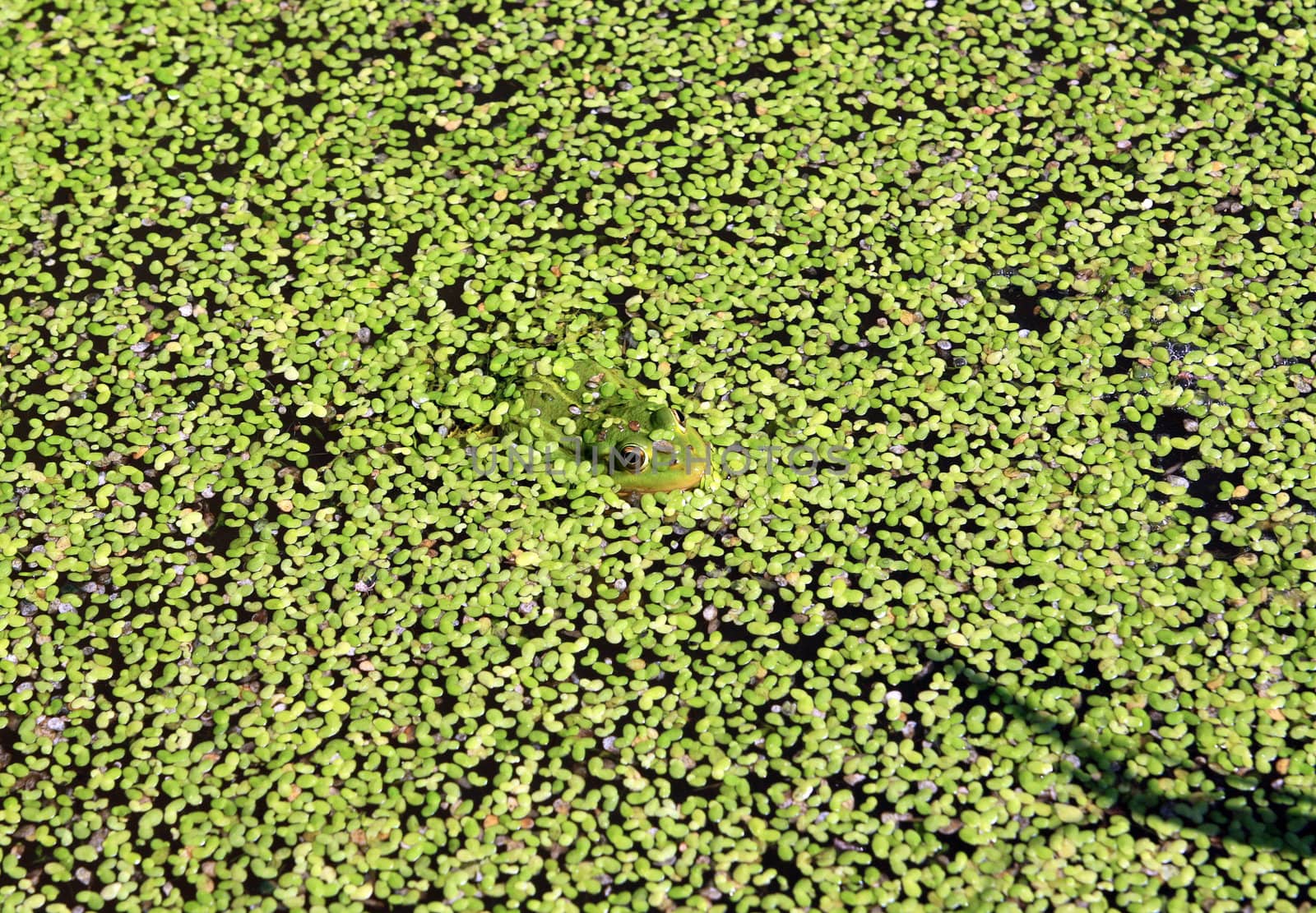 frog in marsh amongst duckweed by basel101658