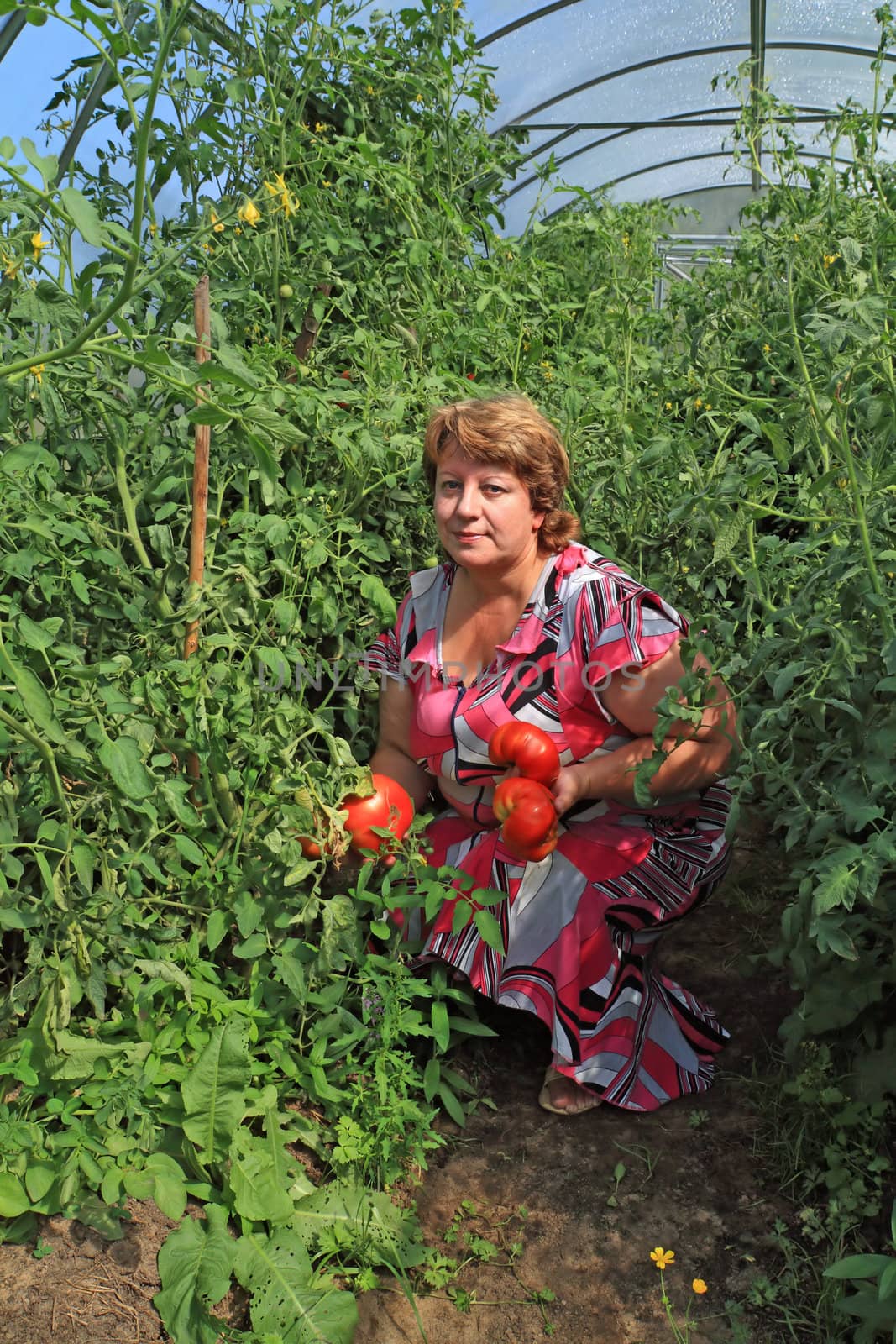 woman agronomist in plastic hothouse amongst tomato