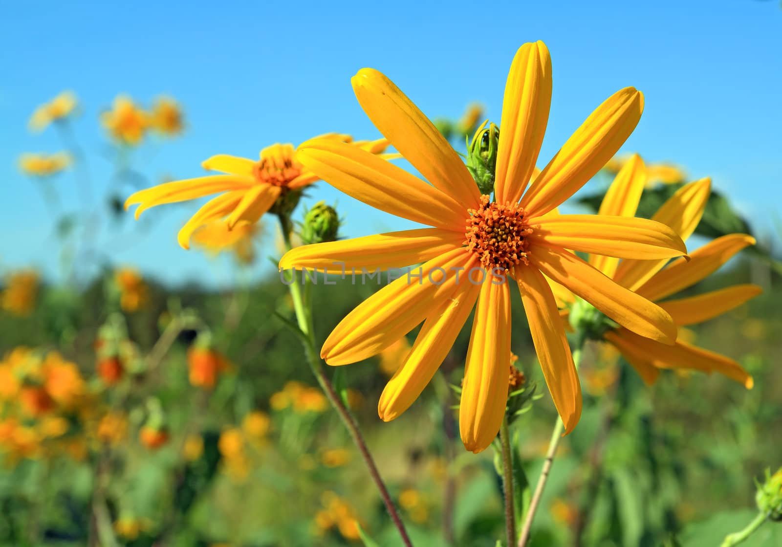 yellow field flower on celestial background