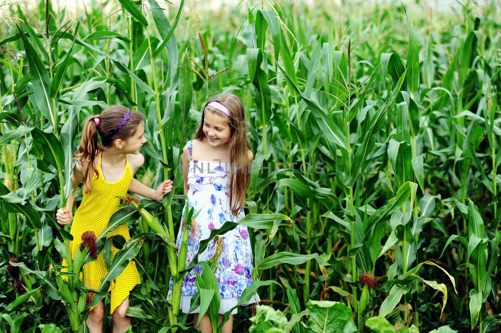 An image of two little girls in the green cornfield
