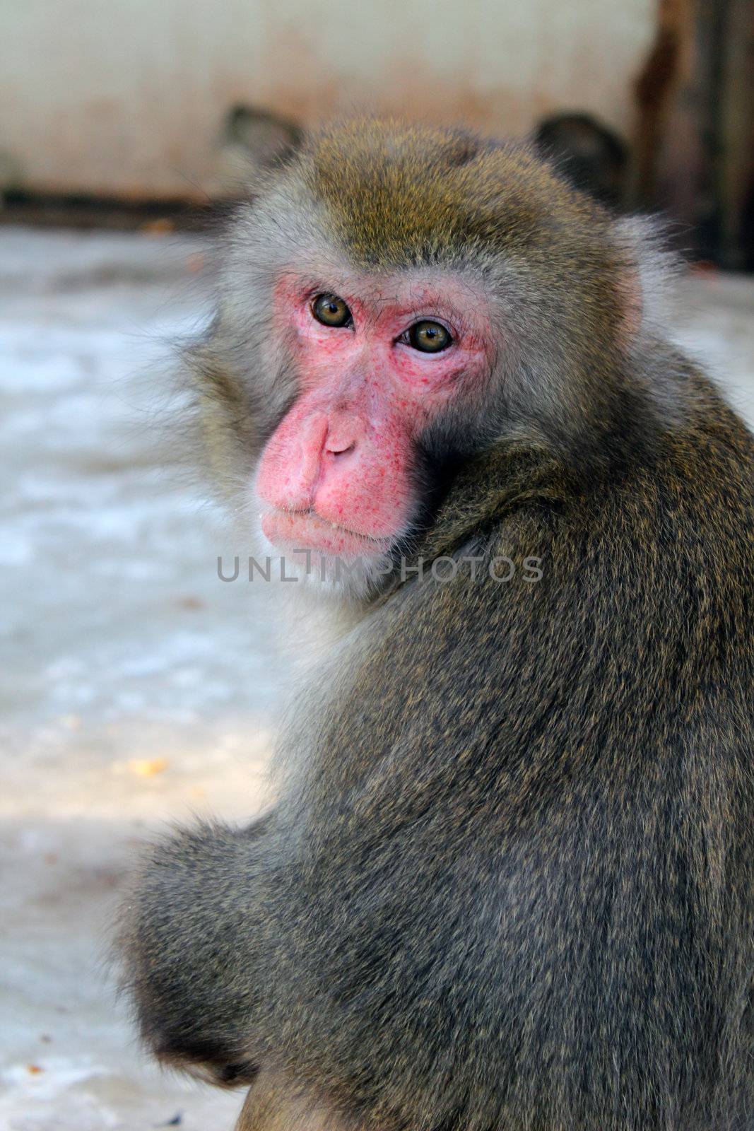 japan macaque by mihail1981