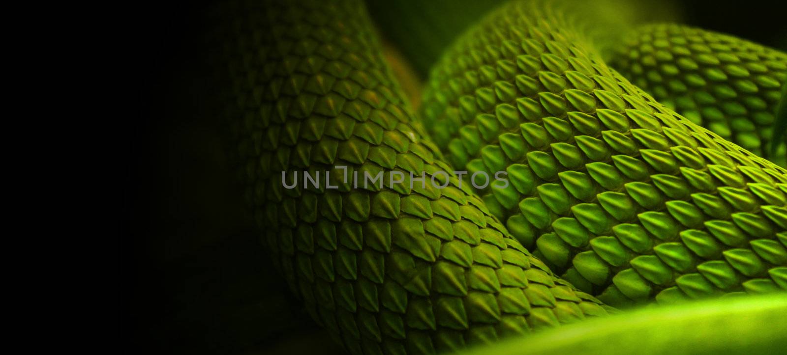 snake green skin by mihail1981