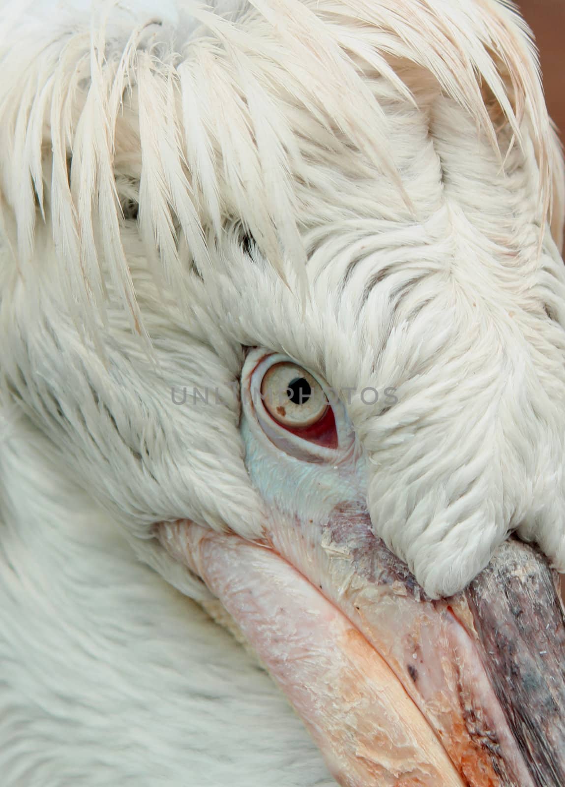 pelican close up portrait