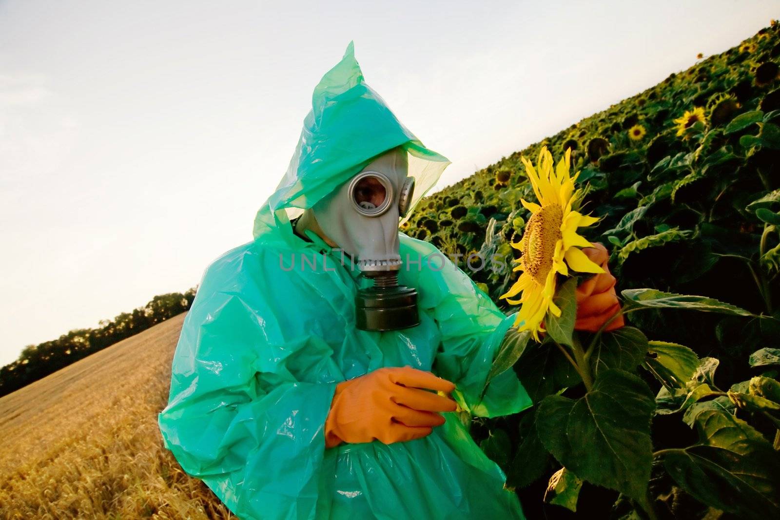 An image of man in a respirator on sunflower field