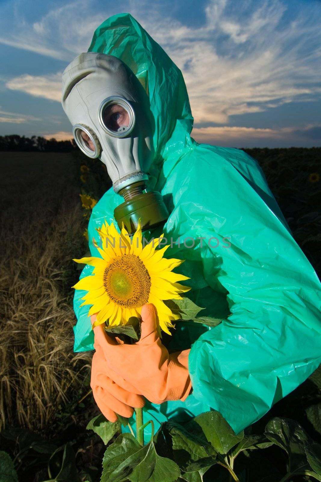 Man in a respirator on sunflower field