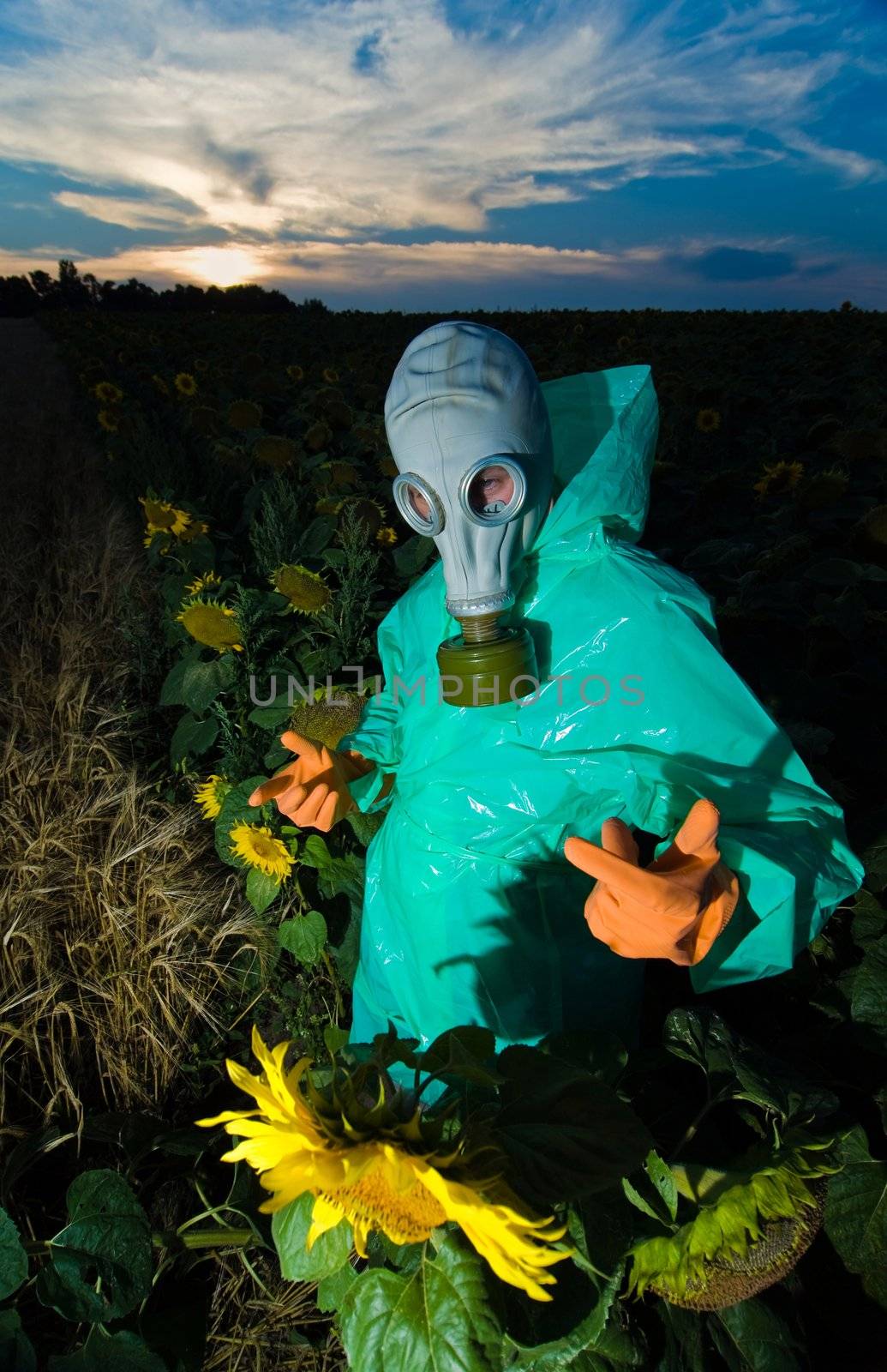 Man in protective suits and gas mask on sunflower field