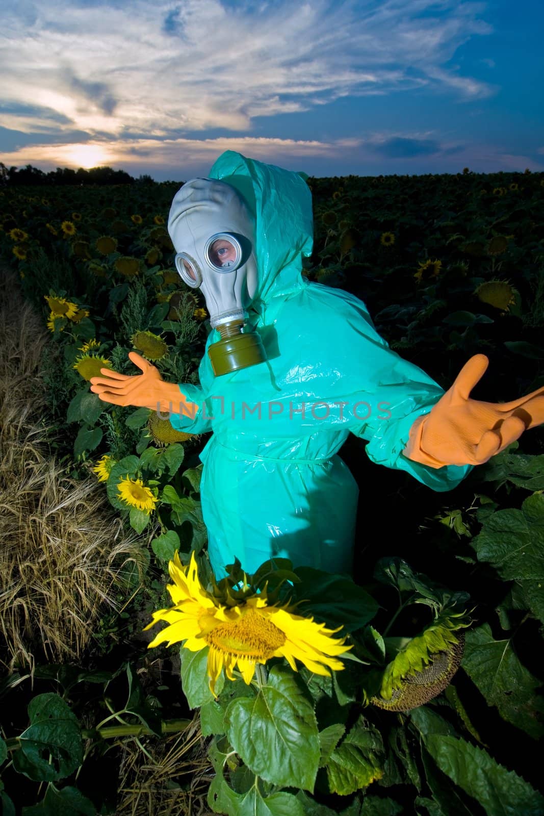 An image of a man in gas mask on sunflower field