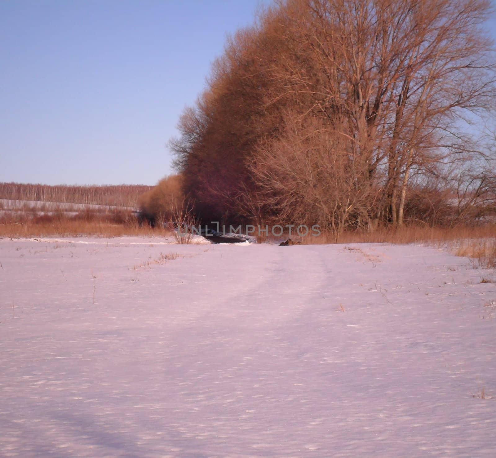 Winter landscape, snow-covered trees of the
field