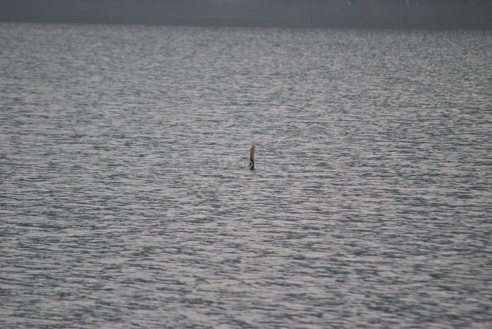 a strange object emerging from the waters of Lake Levio in the province of Trento