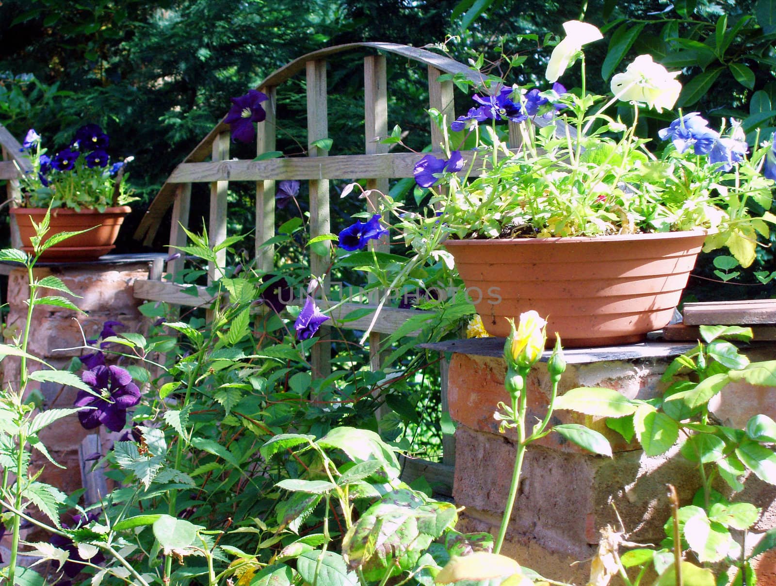 Flowers in pot