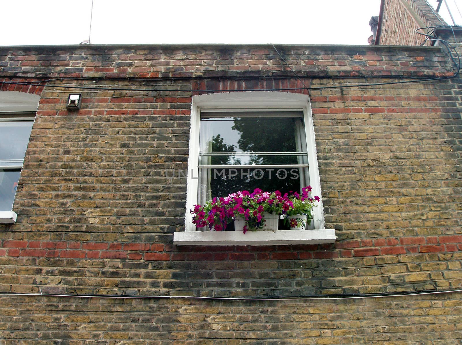 Windows with flowers by jol66
