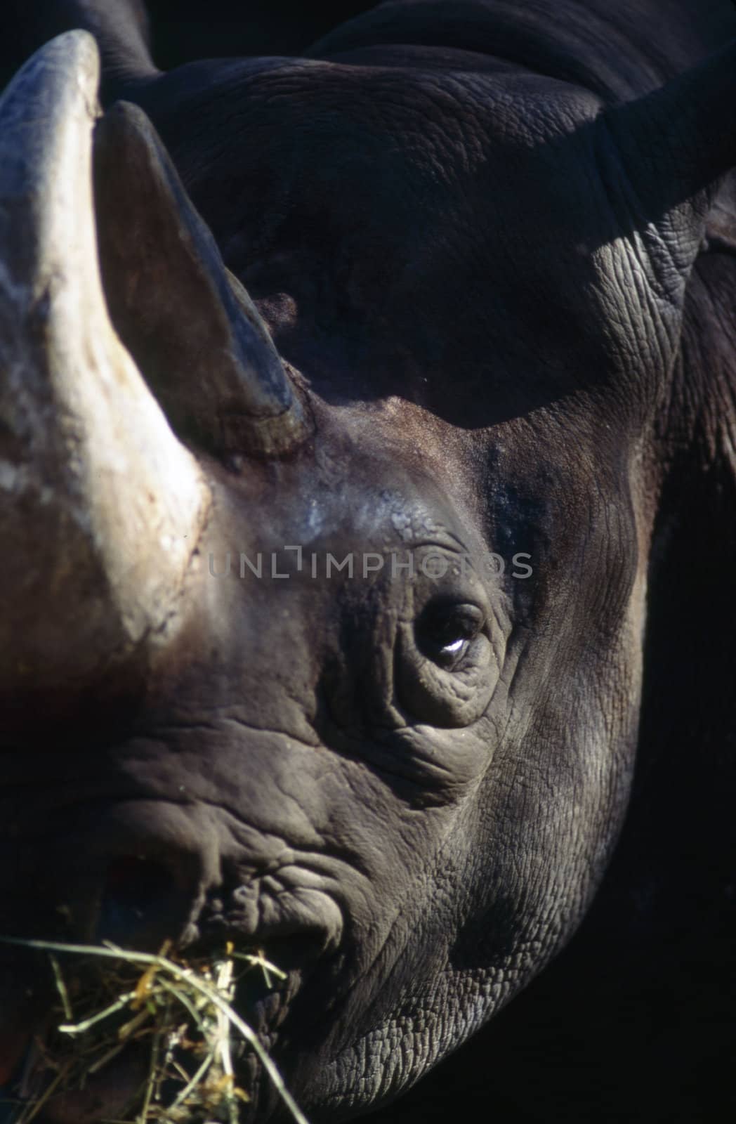 Rhinoceros by jol66