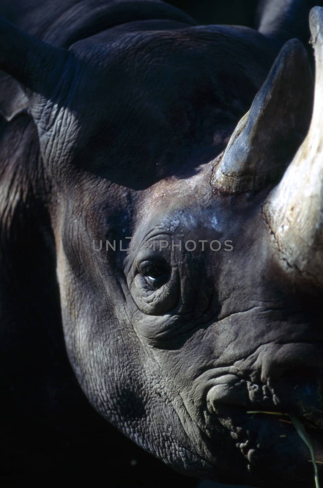 Rhinoceros by jol66