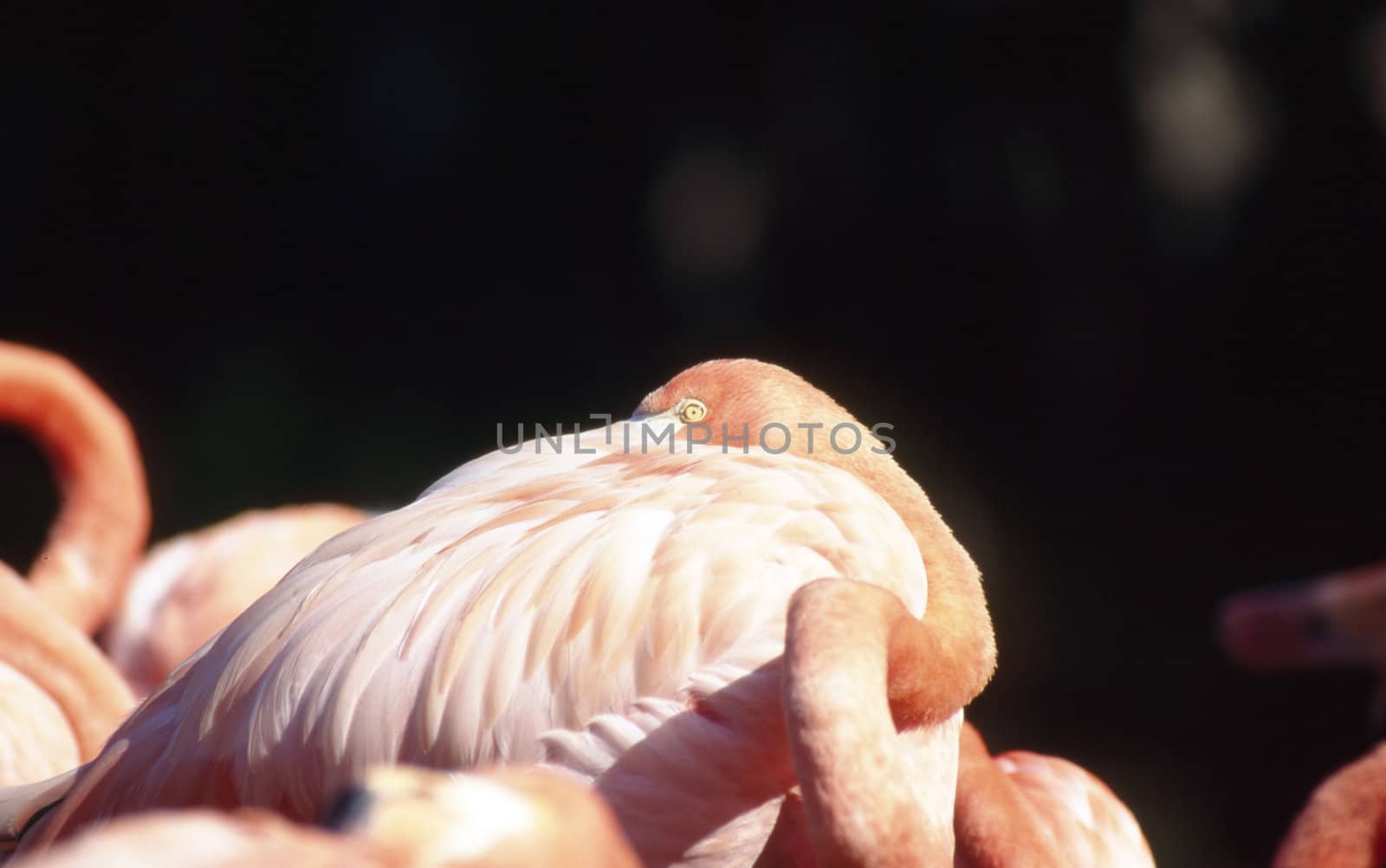 Flamingo by jol66