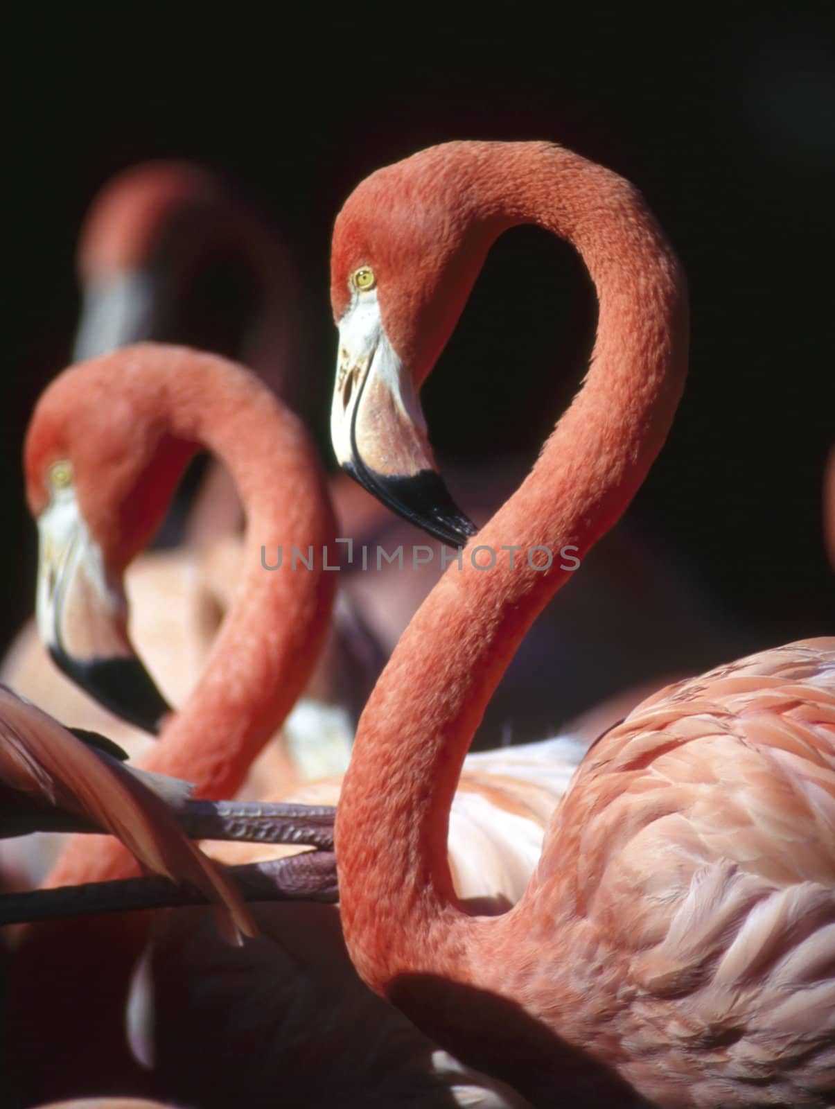 Flamingo by jol66