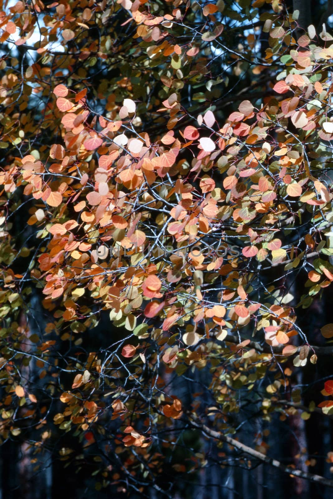 Close up of a autumn leaves