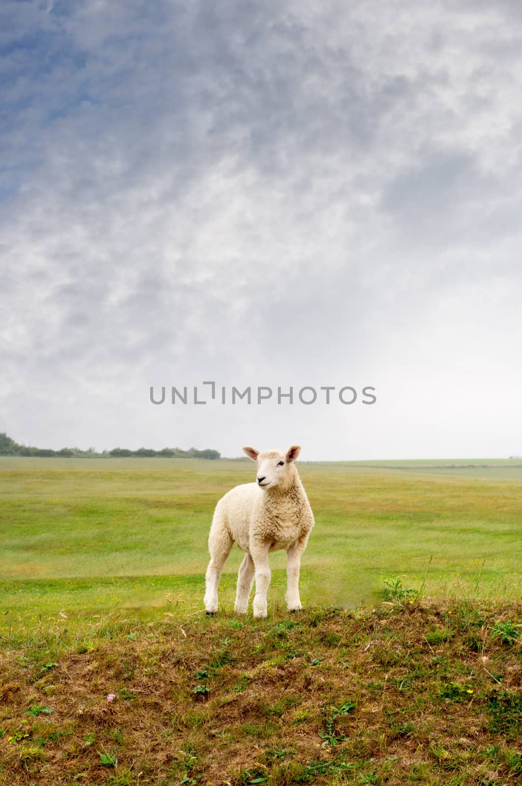 Lamb on a Landscape by frannyanne