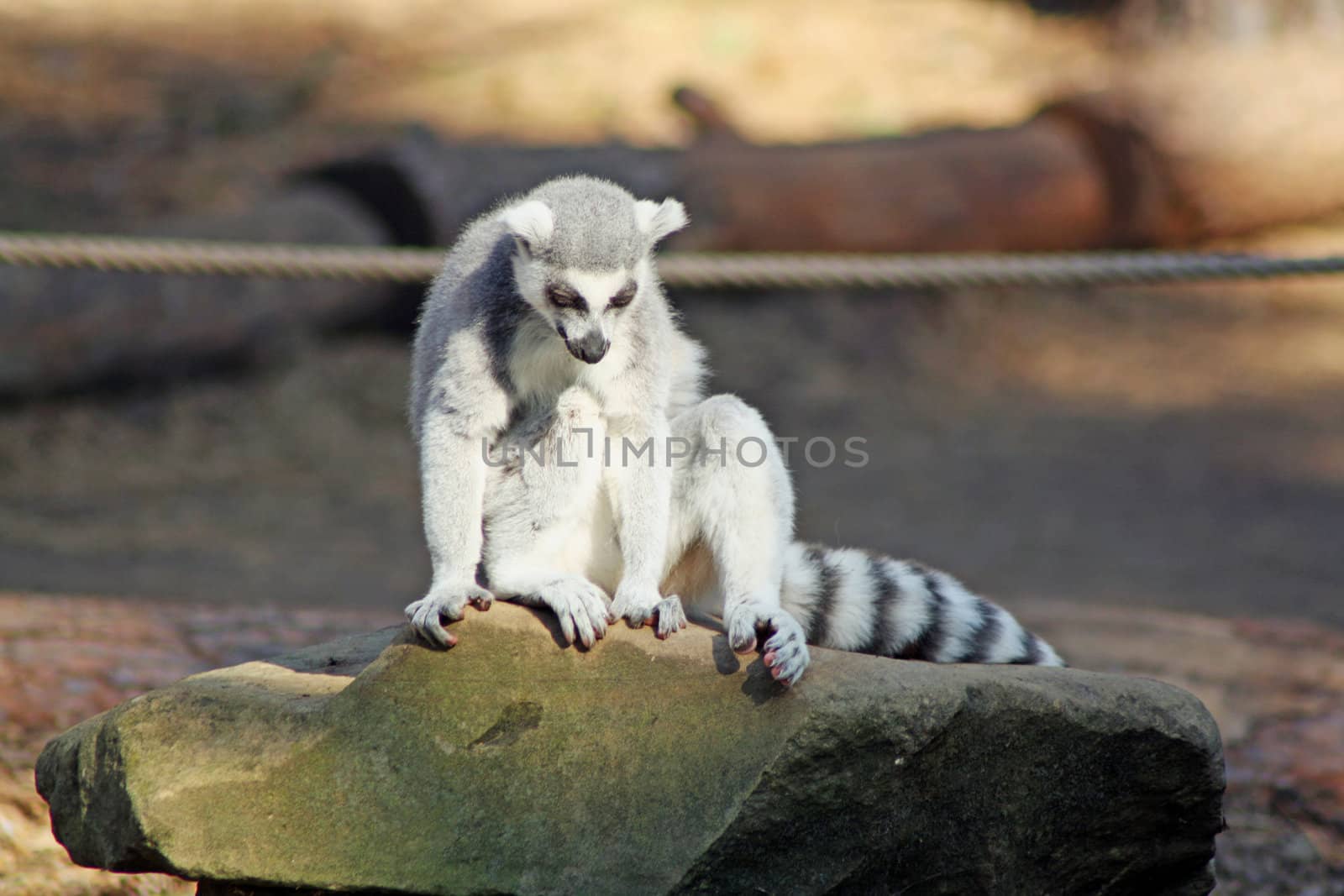 ring tailed lemur