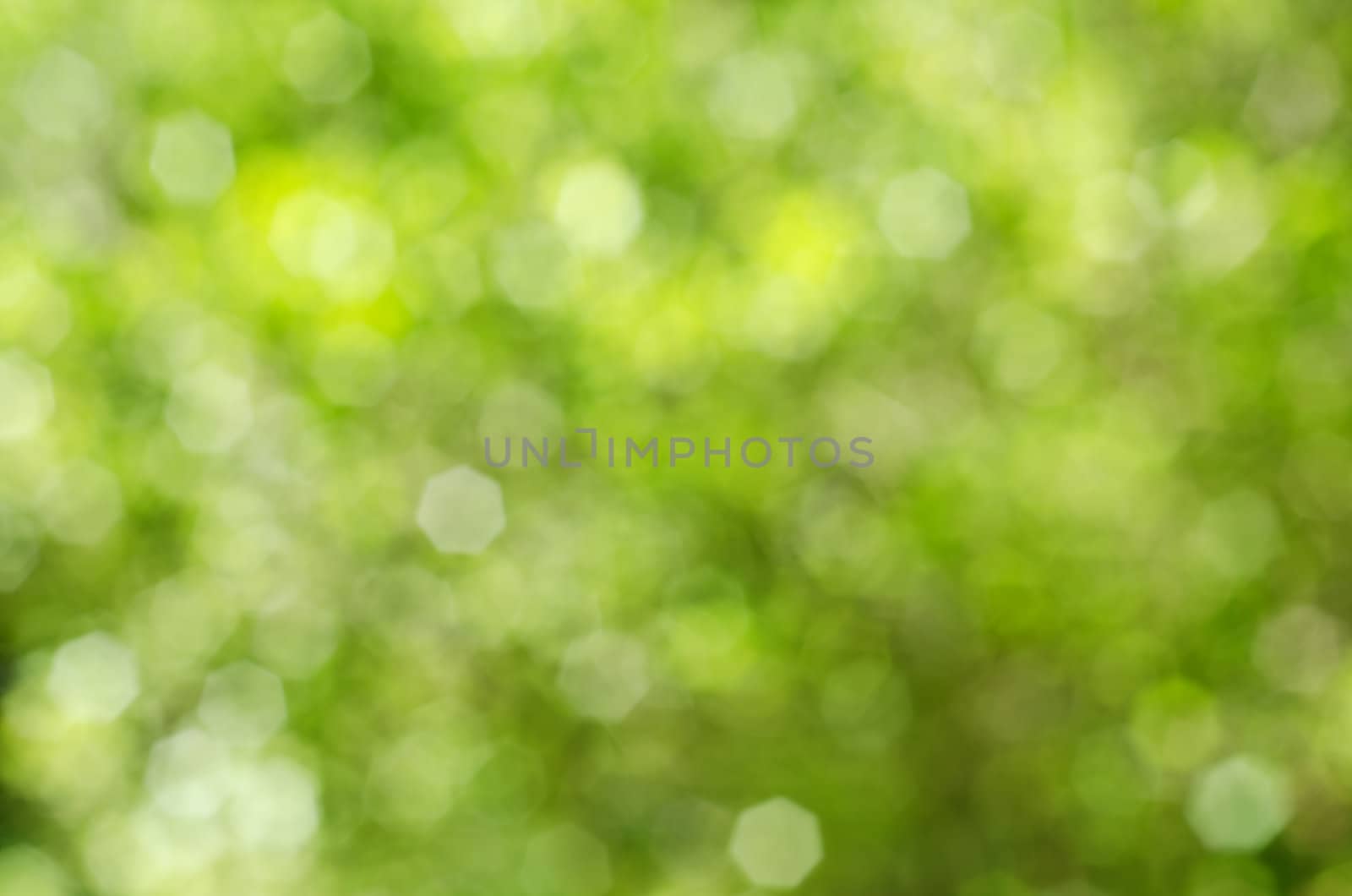 Soft, blurry, photographed bokeh background of greens and yellows from nature.  