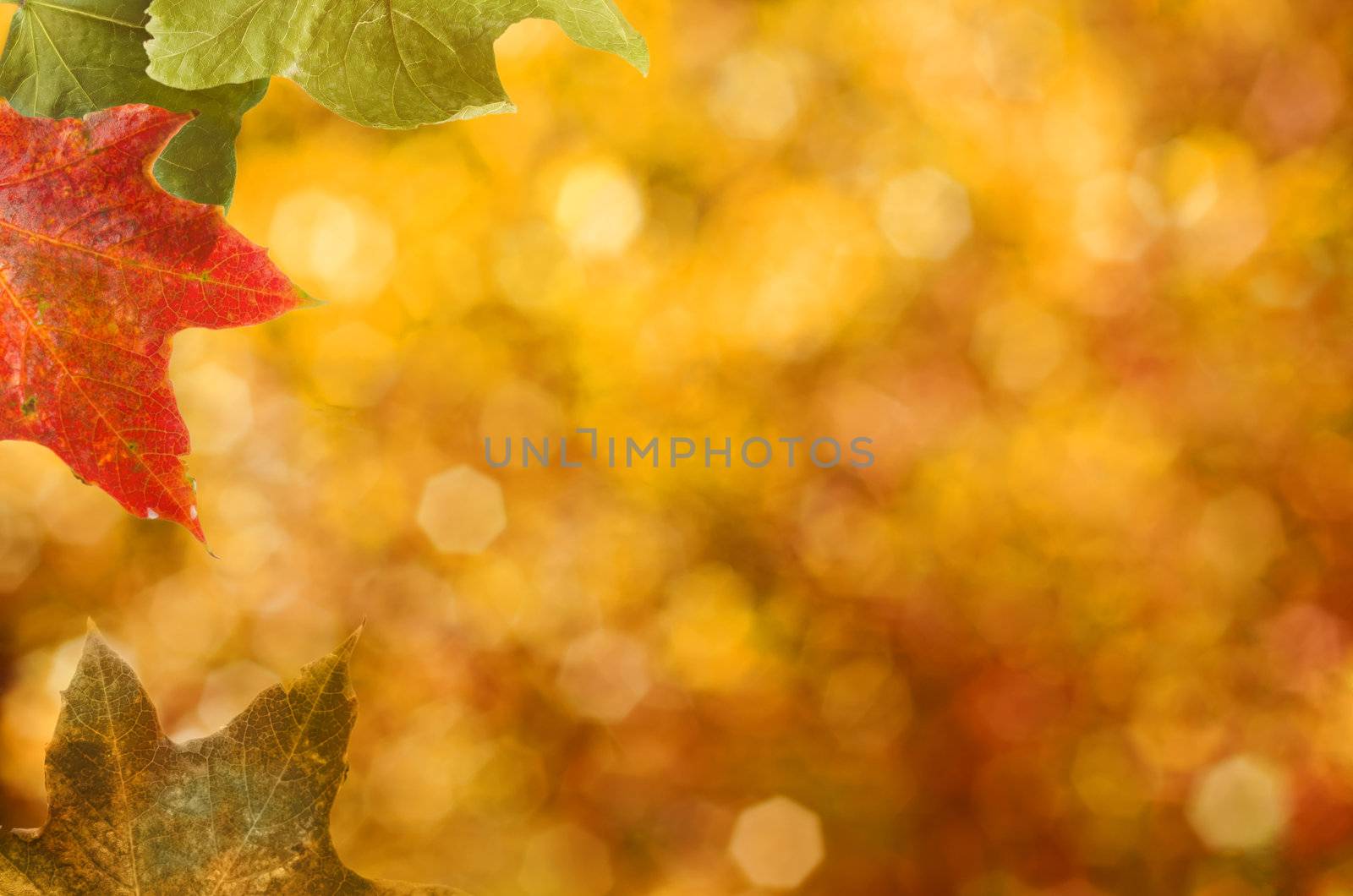 Sycamore leaves in Autumn (fall) shades border left frame with an autumnal bokeh from natural foliage in the background.