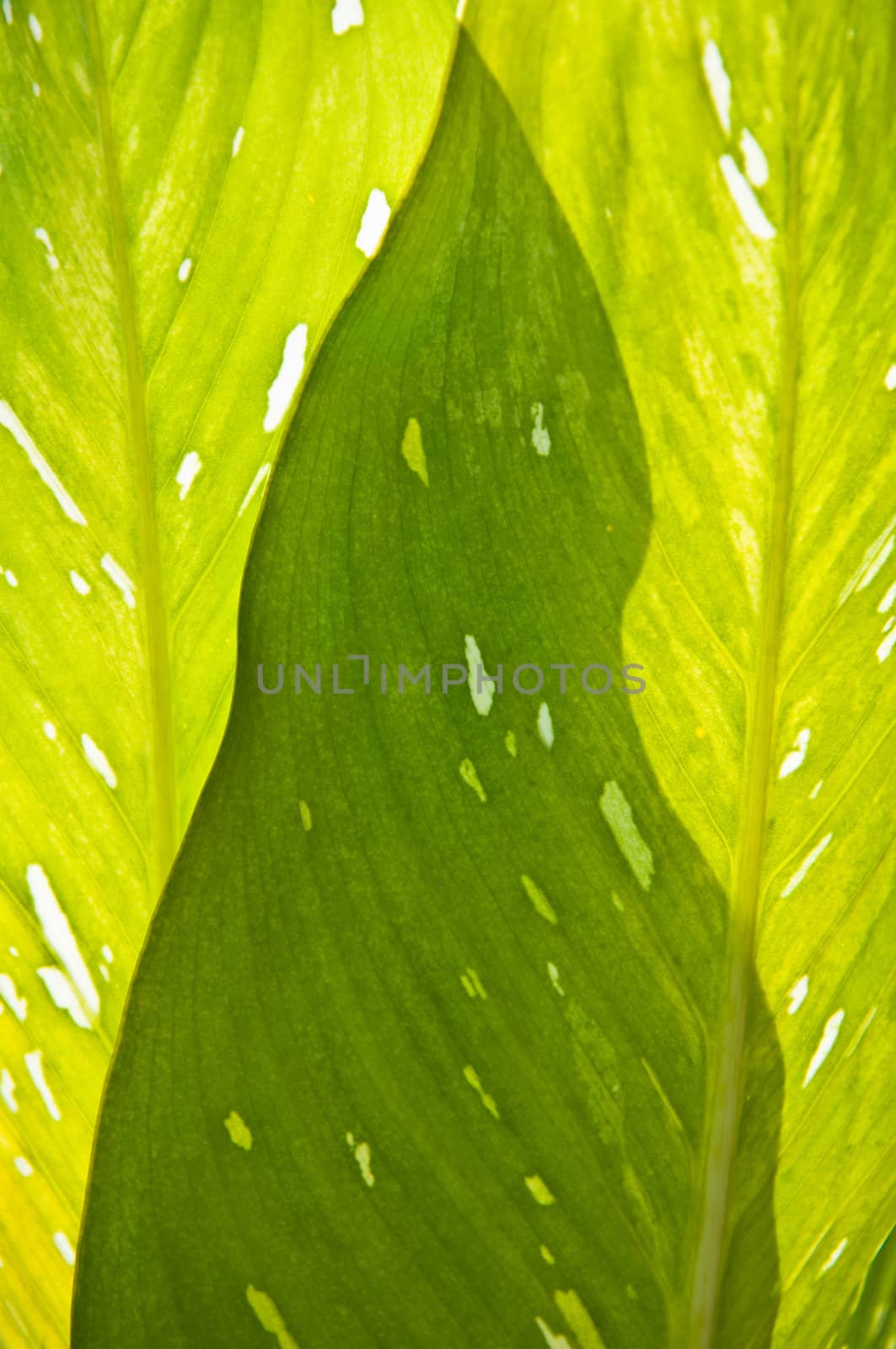 Shape of Leaf Sub Shadow.