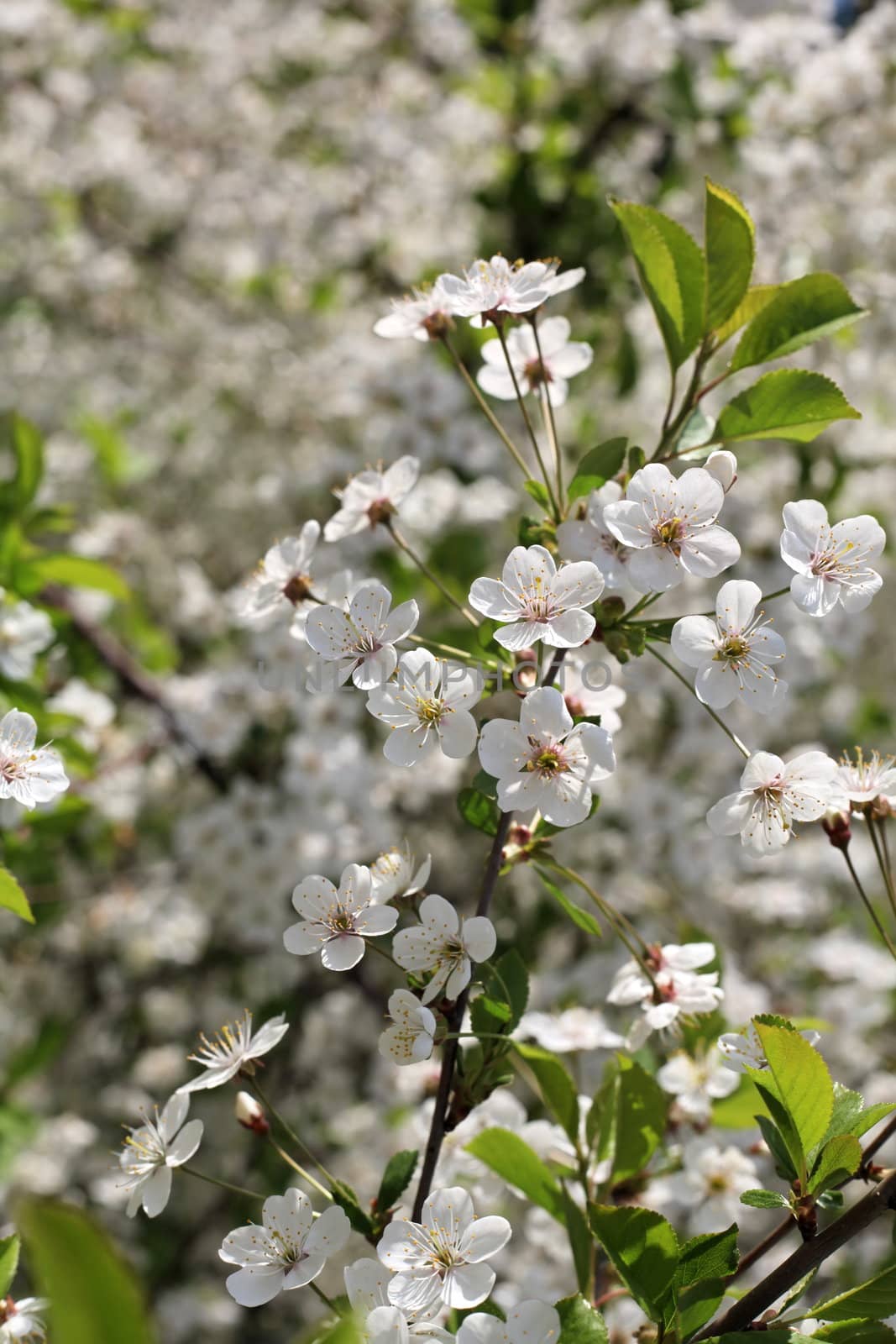 flowering cherry