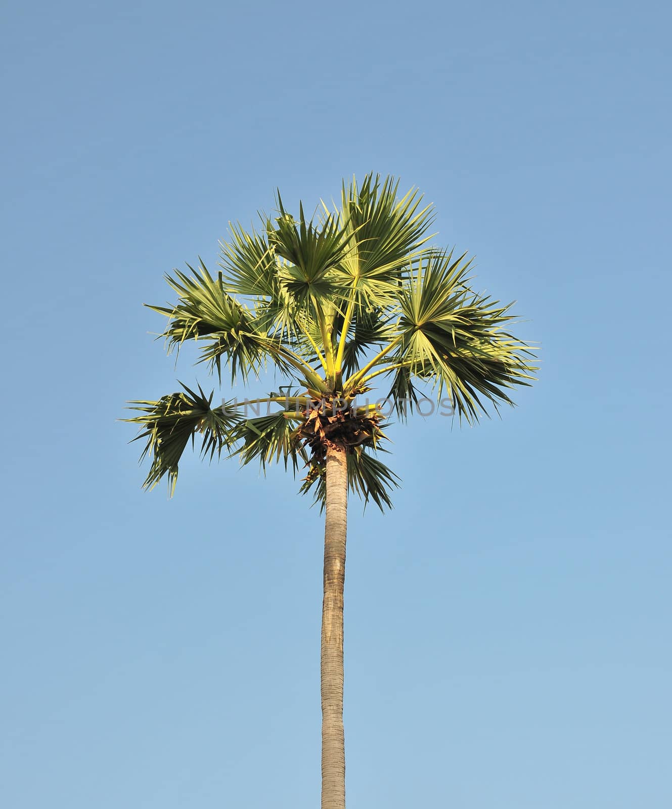 Sugar Palm with blue sky