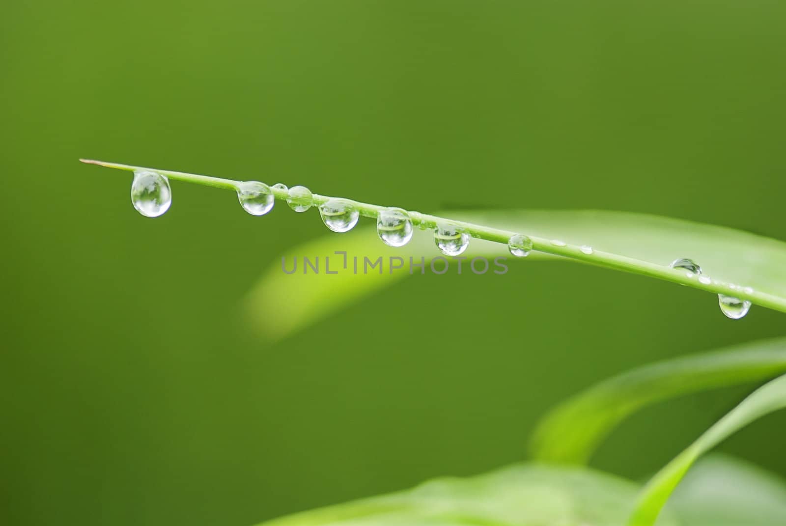The bamboo covered with drops of water, very beautiful