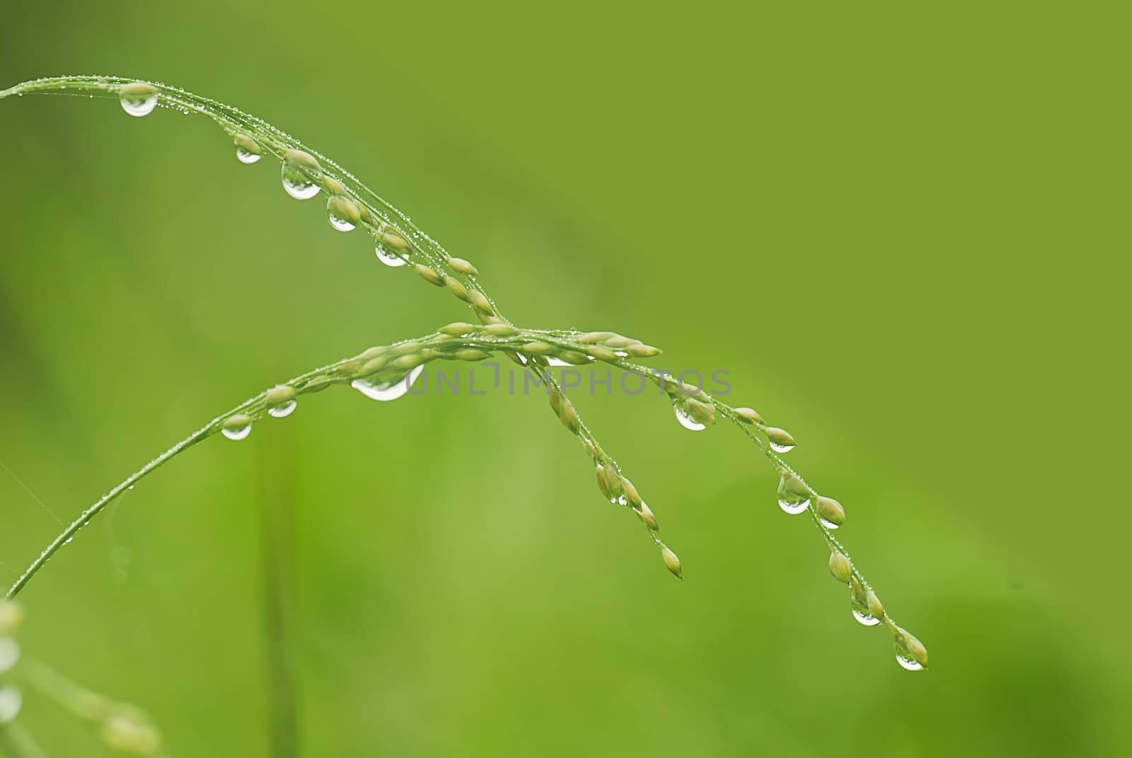 Grass covered with drops of water, beautiful