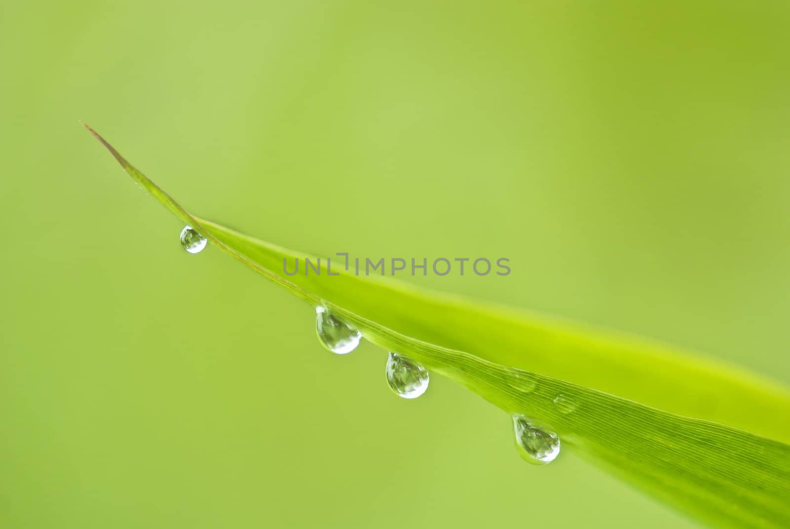 The bamboo covered with drops of water, very beautiful