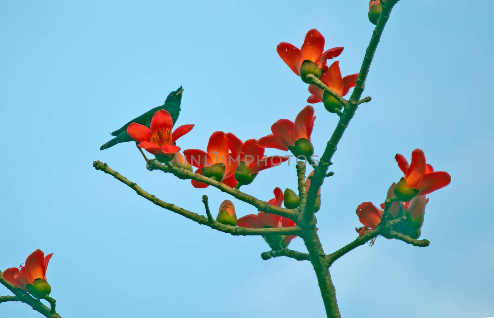 Kapok flower is the  bird's favorite food ,His scientific name is  Bomhax seiba
