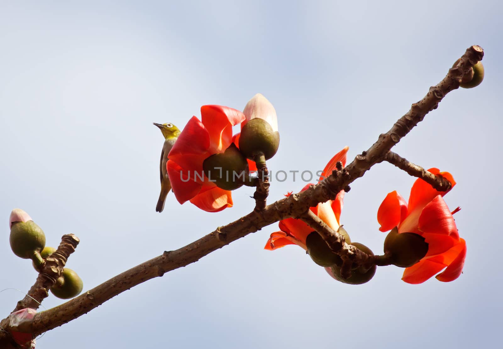 Kapok flower is the  bird's favorite food ,His scientific name is  Bomhax seiba