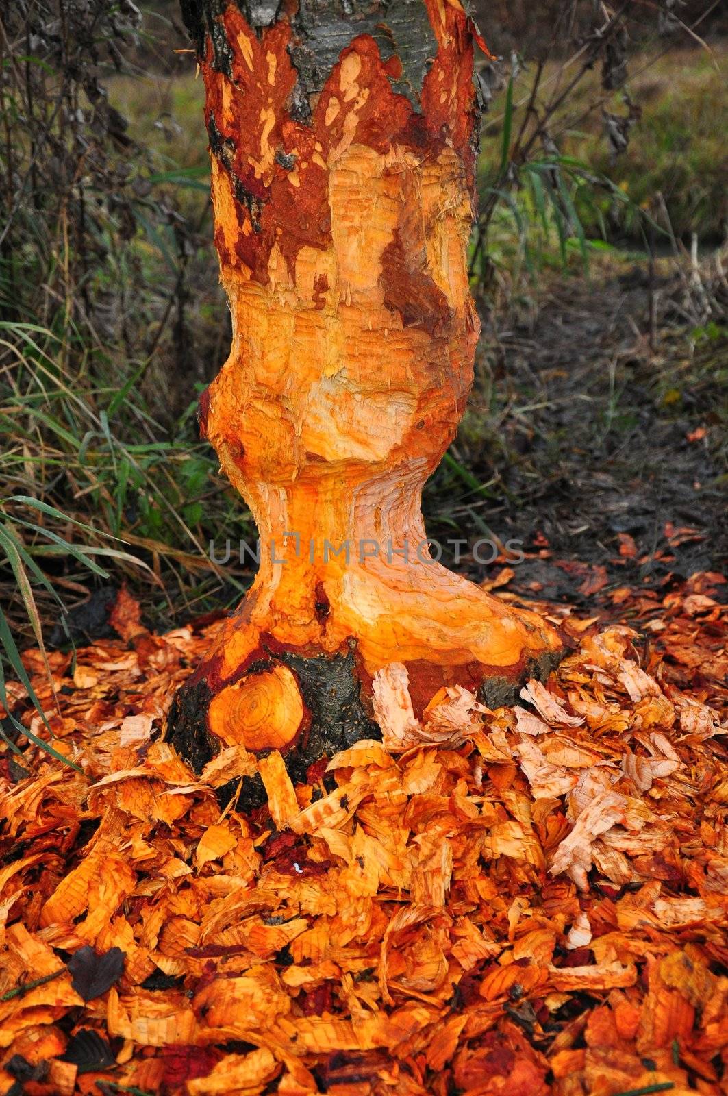 Beaver tree