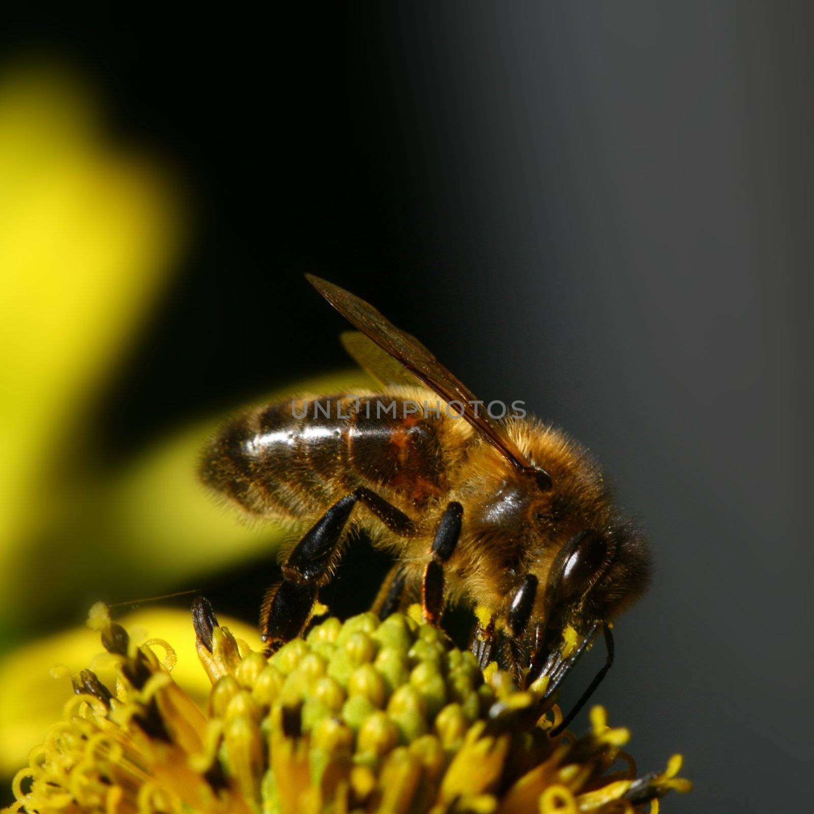 work bee on yellow flower