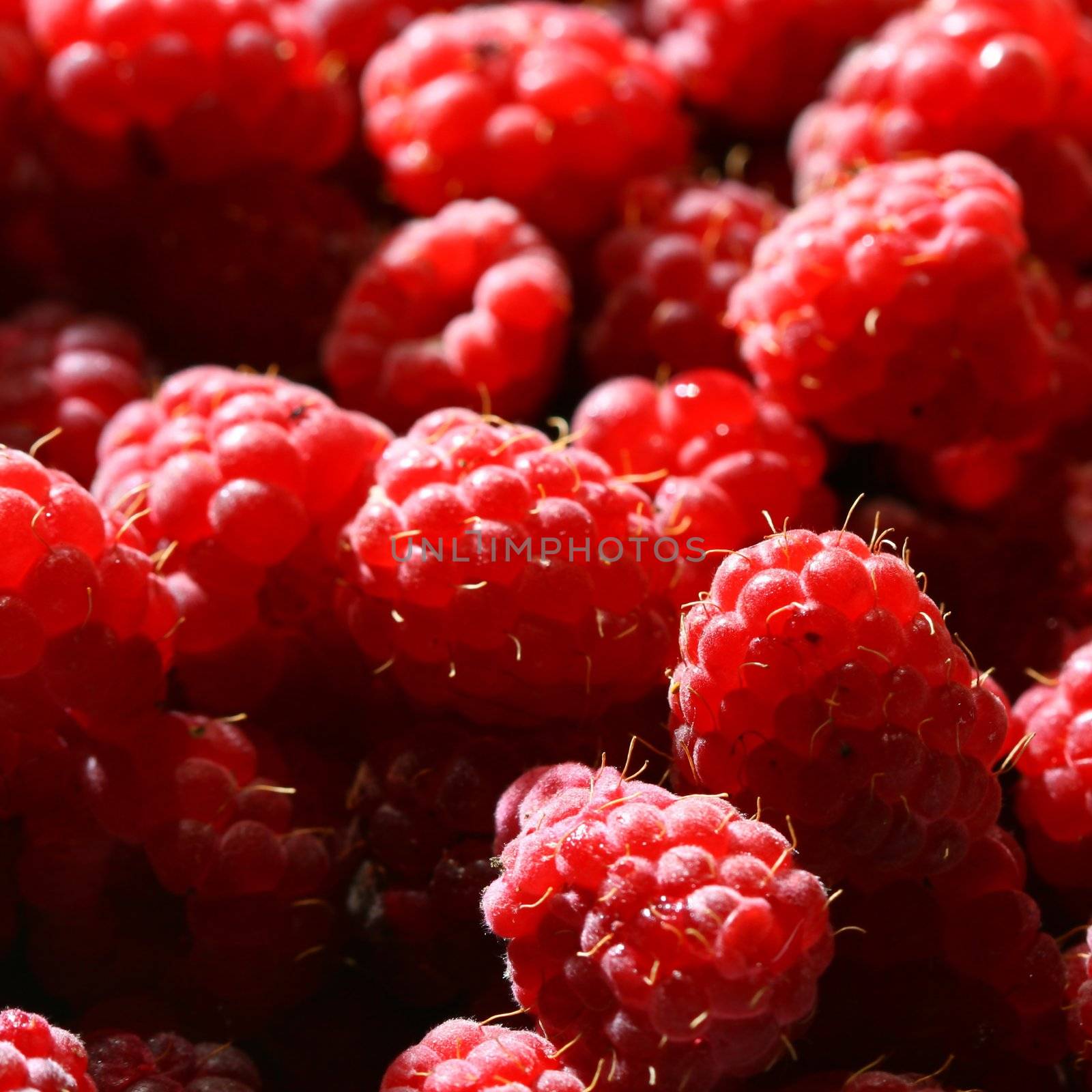 red raspberry background macro close up