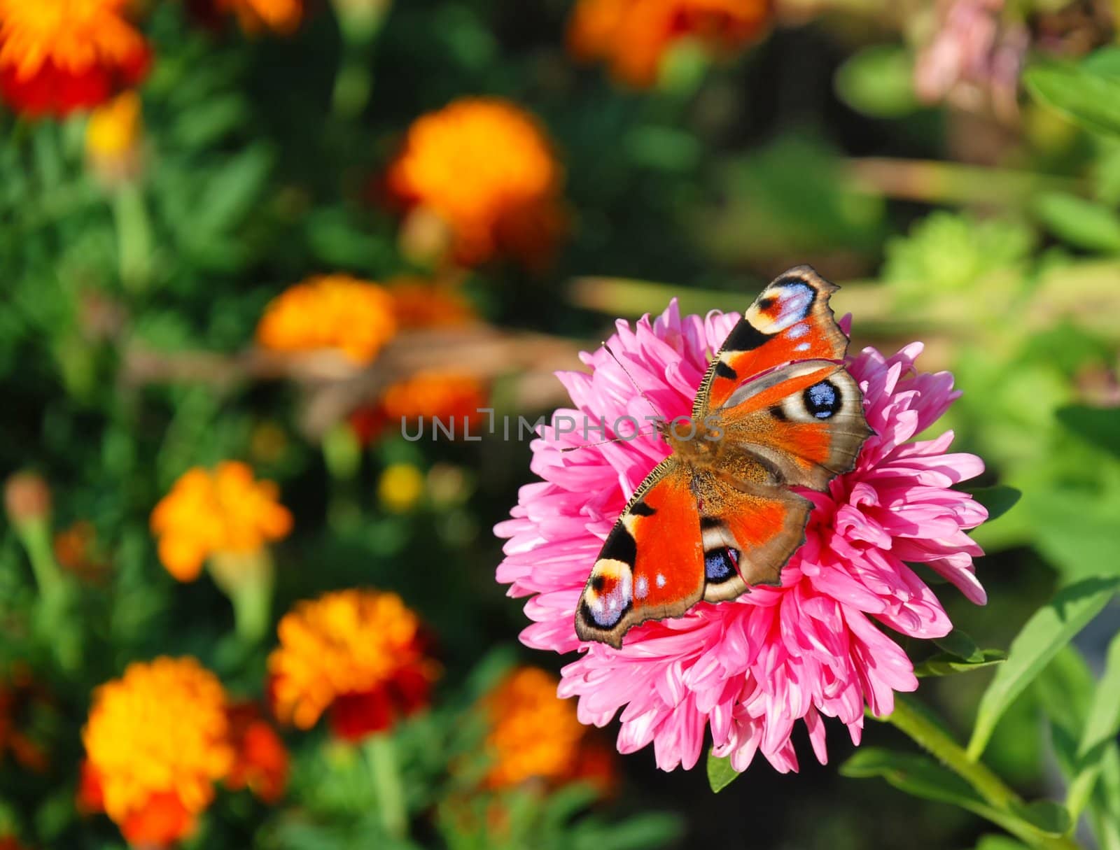 Butterfly on flowers  by borgdrone
