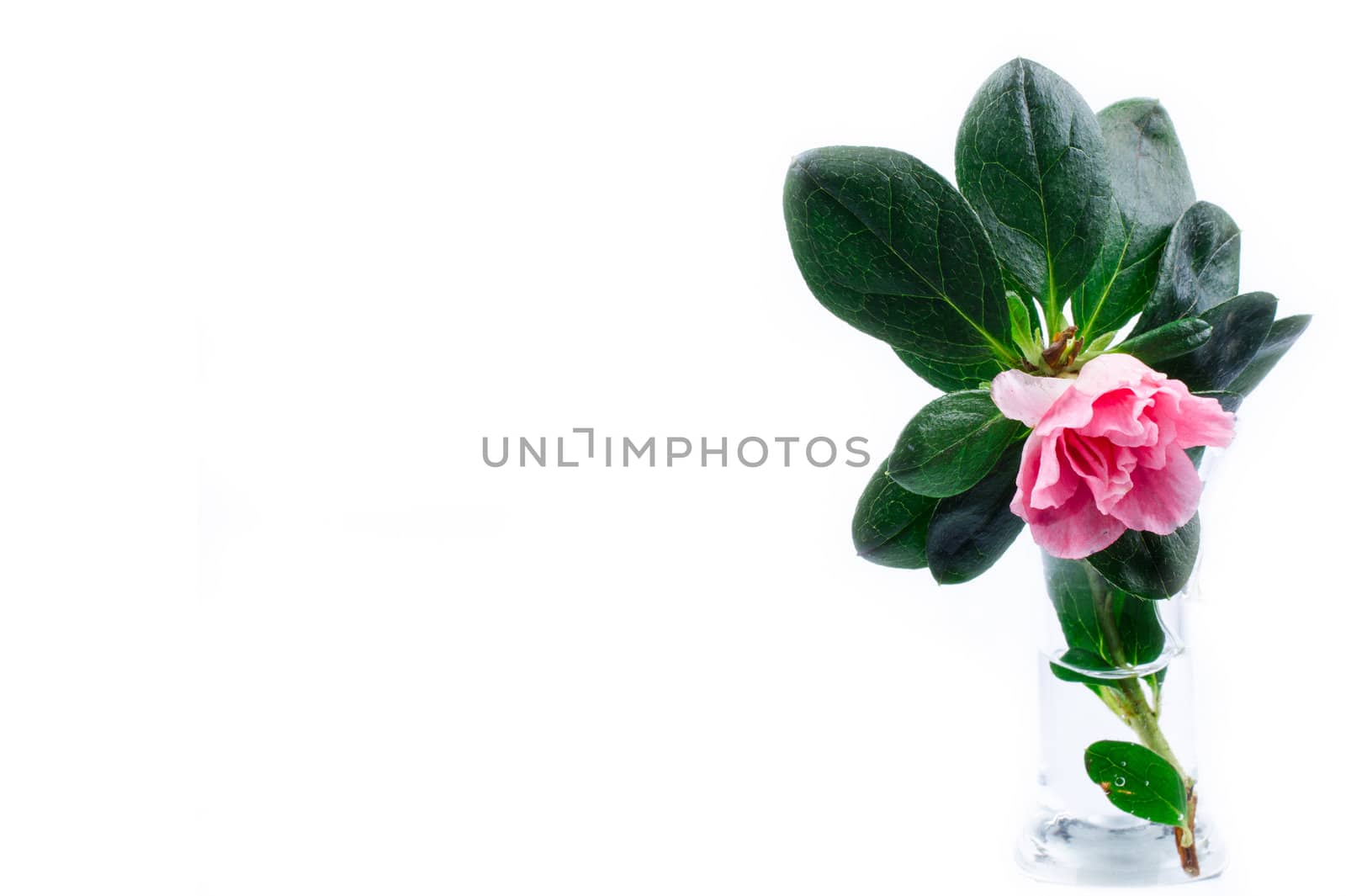 Pink azalia flower in vase isolated