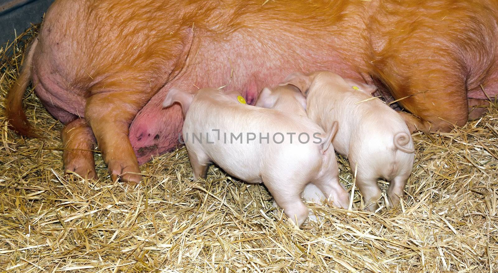 suckling piglets, pig feeding mother two beautiful little hungry