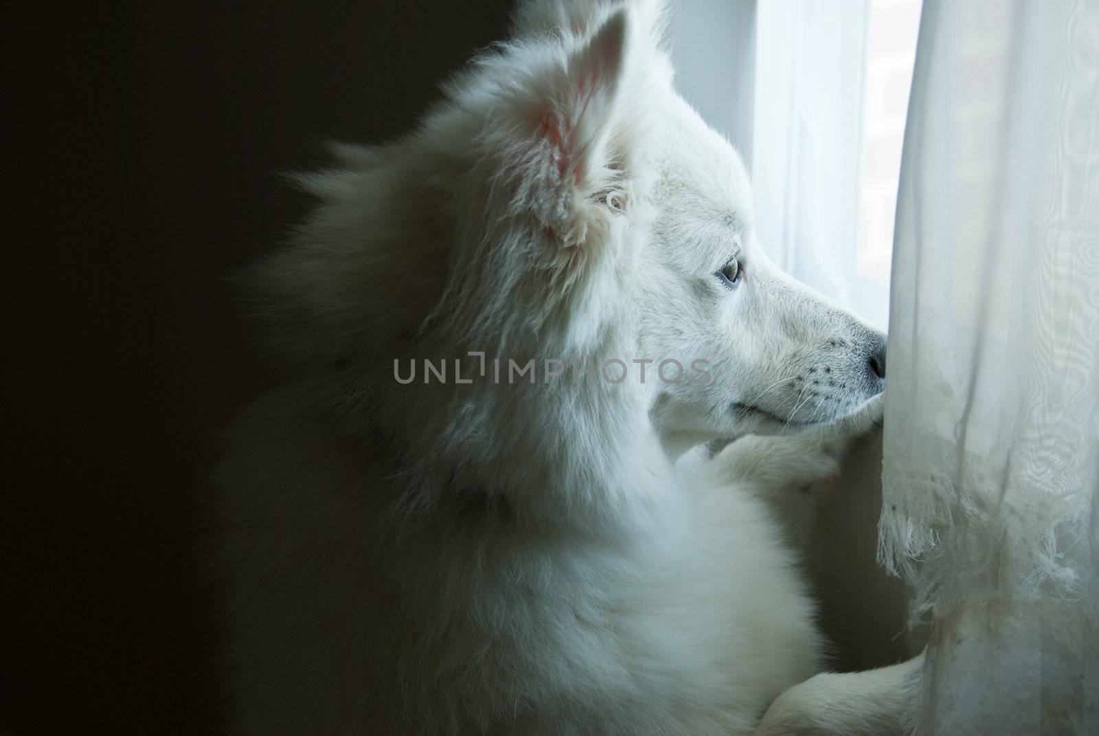 An American Eskimo puppy stands at the windo watching