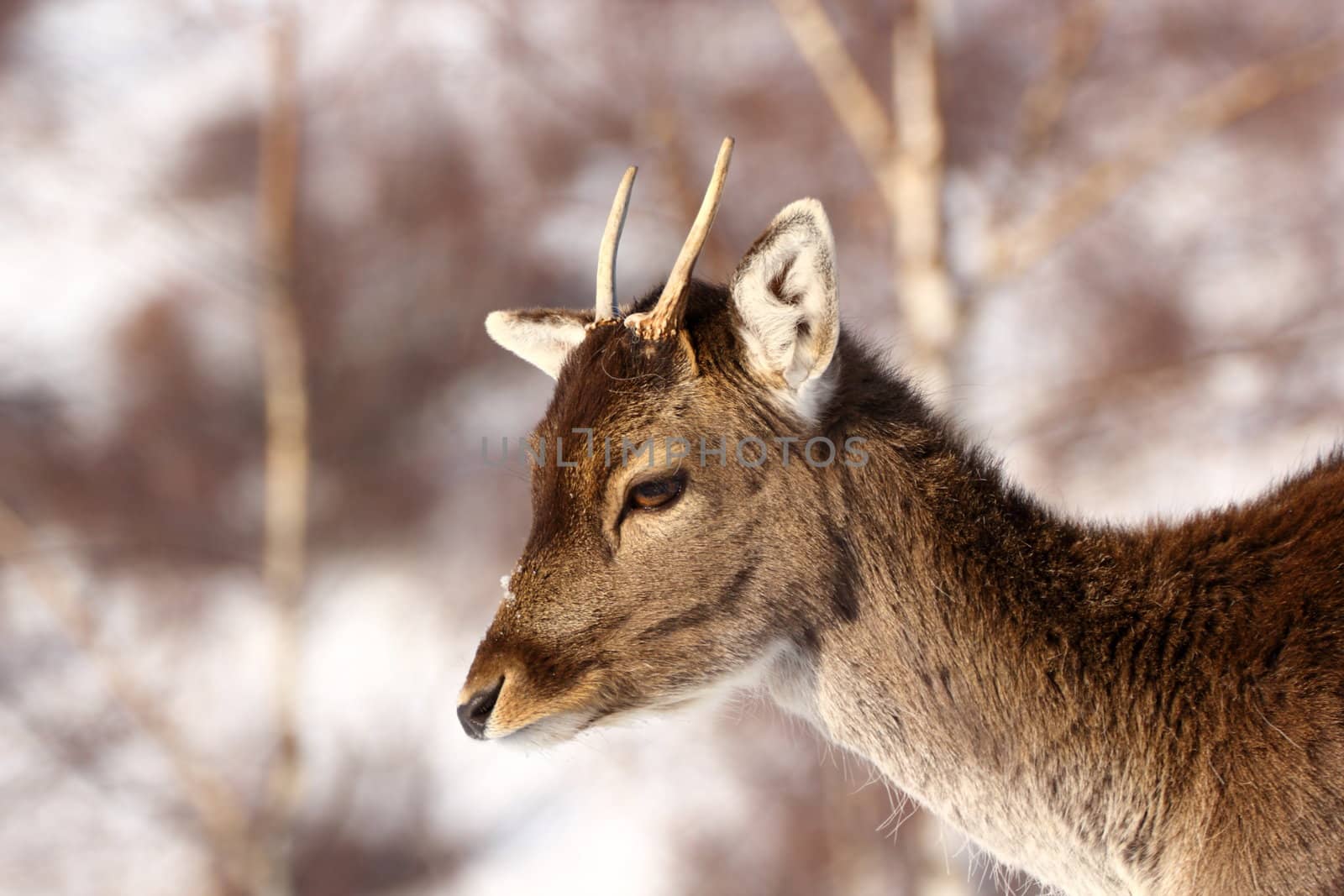 small antlers growing on a young fallow deer stag
