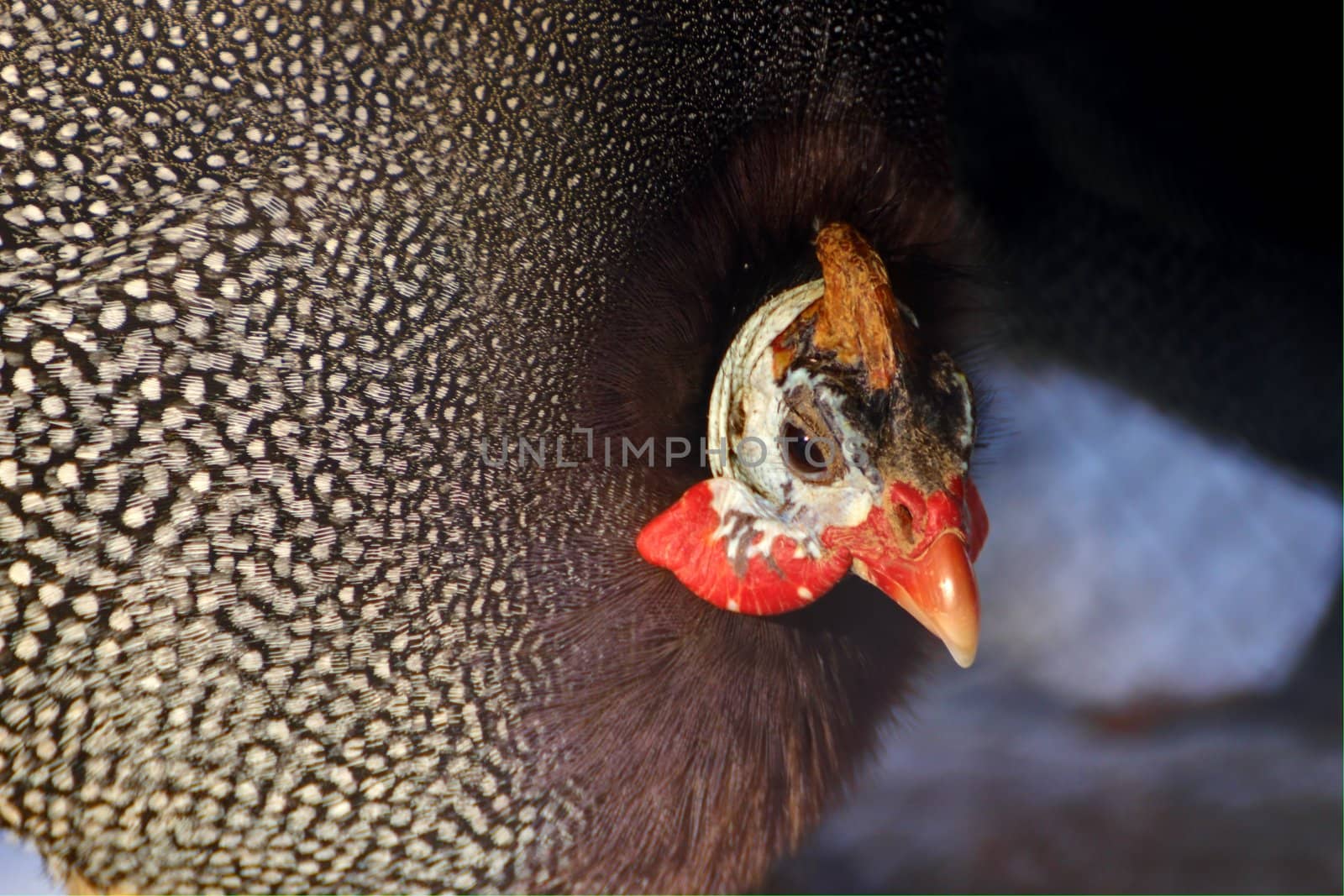 guinea fowl by taviphoto