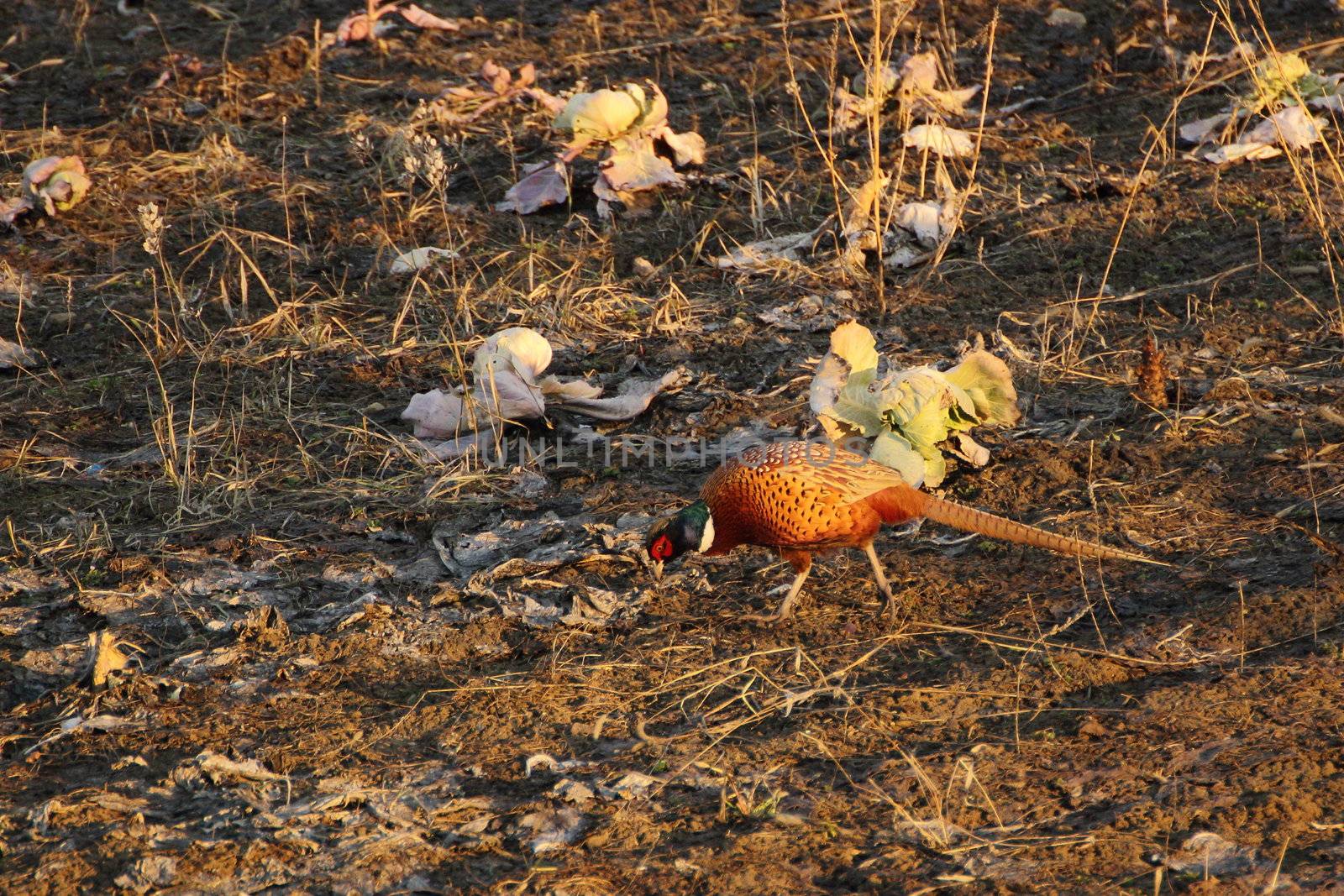 colorful pheasant cock searching for foodin the field