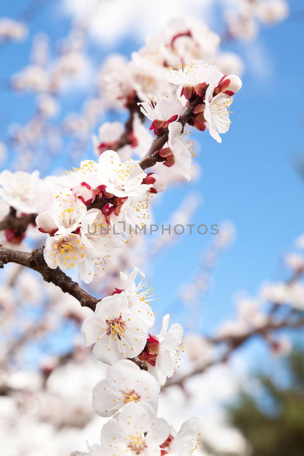 A branch full of fresh open blossoms. Apricot tree.