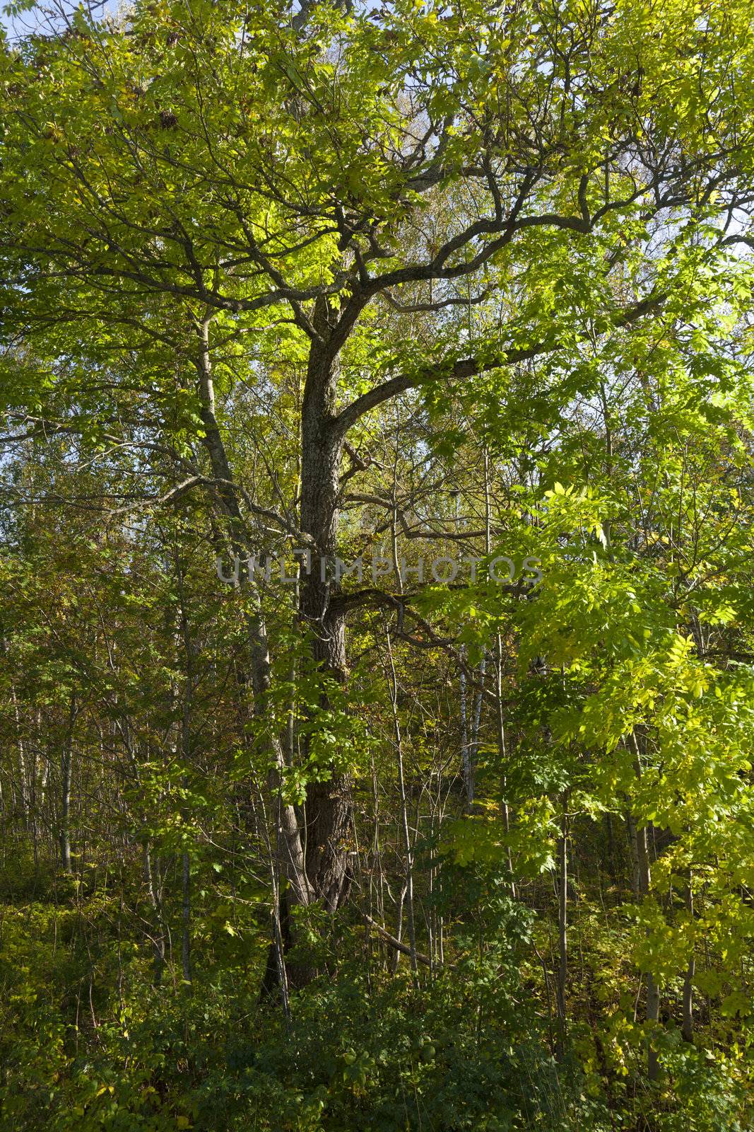 Evergreen trees forest in Norway