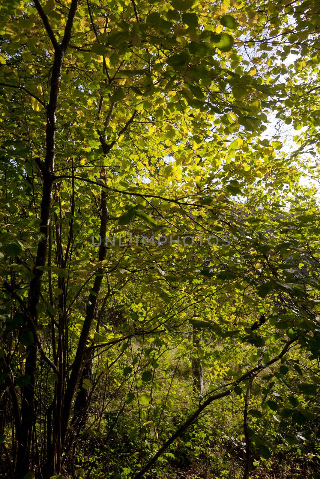 Evergreen trees forest in Norway