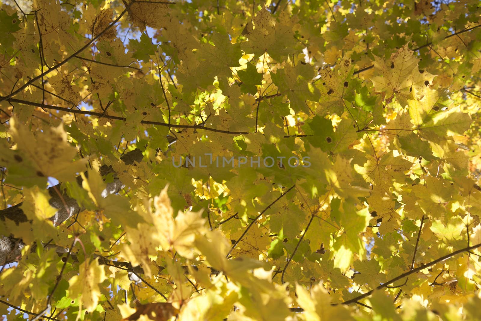 Autumn leaves on trees in yellow tones in a sunny day