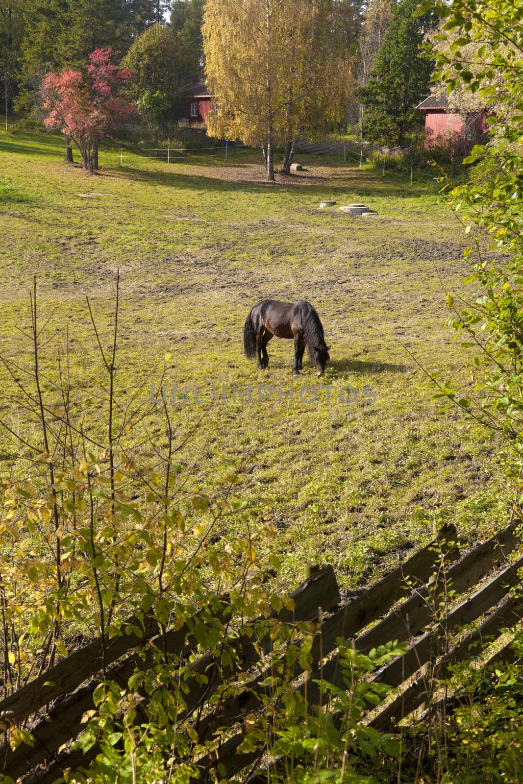 Fenced horse farm by Portokalis