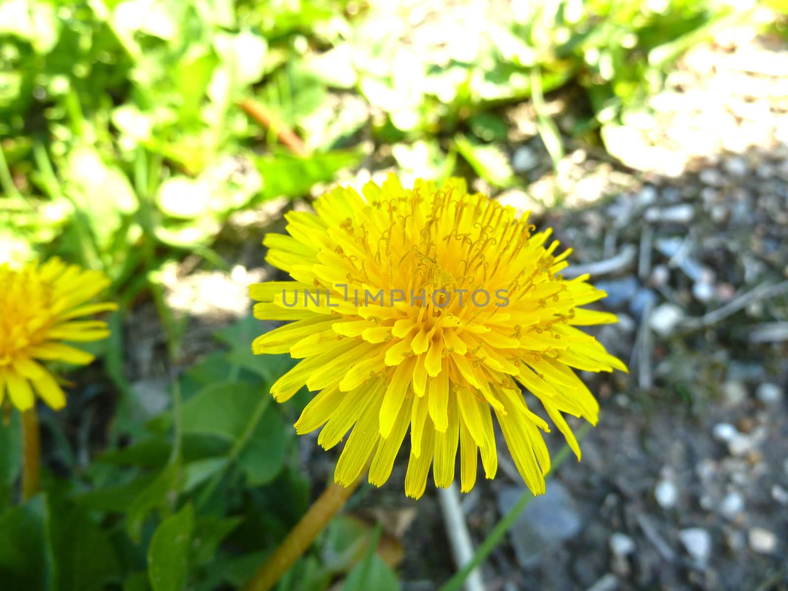 macro of a bright yellow dandelion flower 