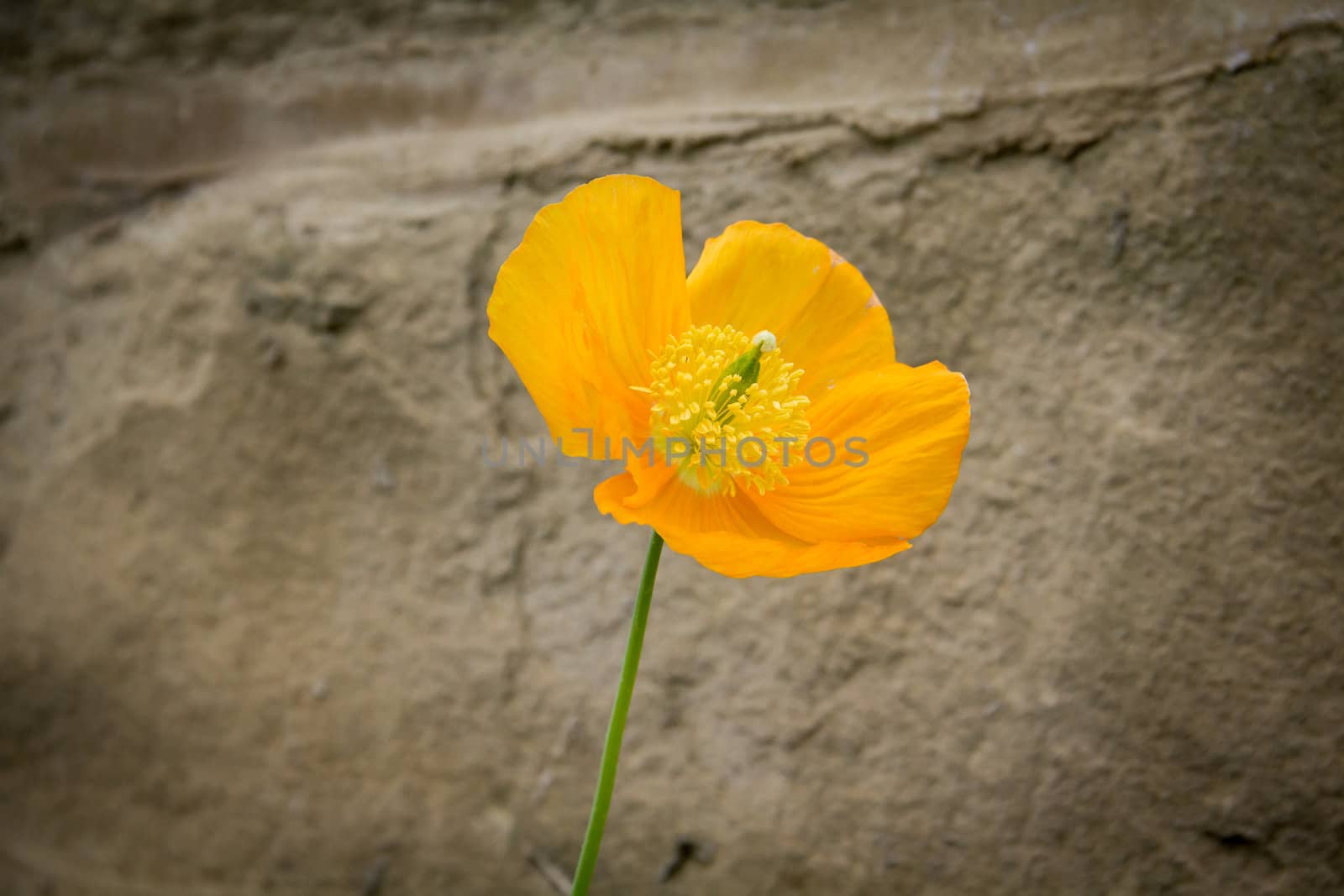 Lovely Orange Poppy by Downart